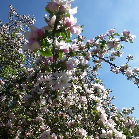Apfelbluete Und Paradies * Baernfels