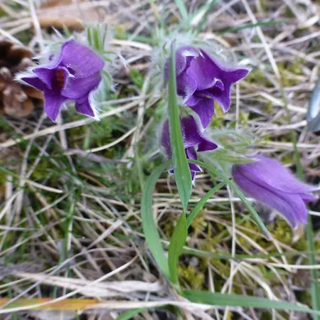 Apfelbluete Und Paradies Baernfels