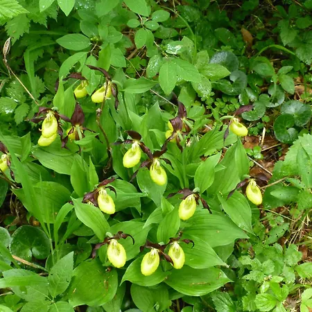 Apfelbluete Und Paradies