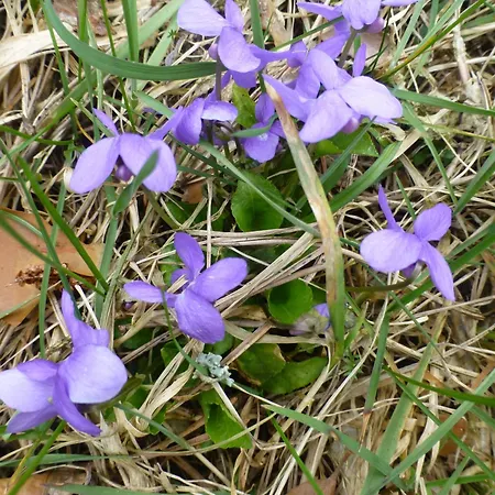Apfelbluete Und Paradies * Baernfels