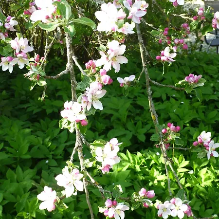 Villa Apfelbluete Und Paradies Baernfels